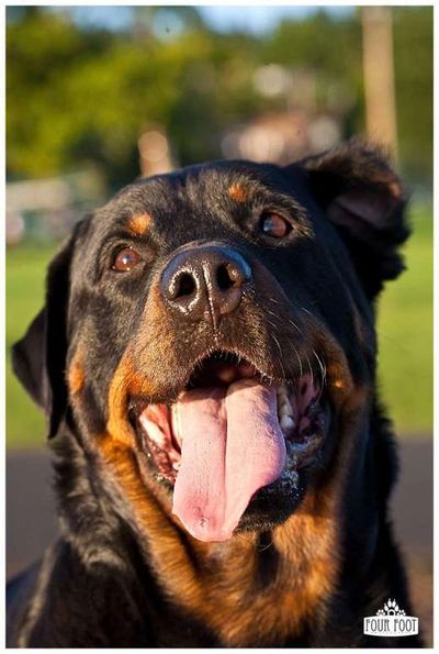 Picasso, Rottweiler
Owner- Jeremiah M.