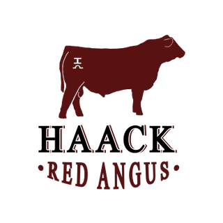 Haack Red Angus