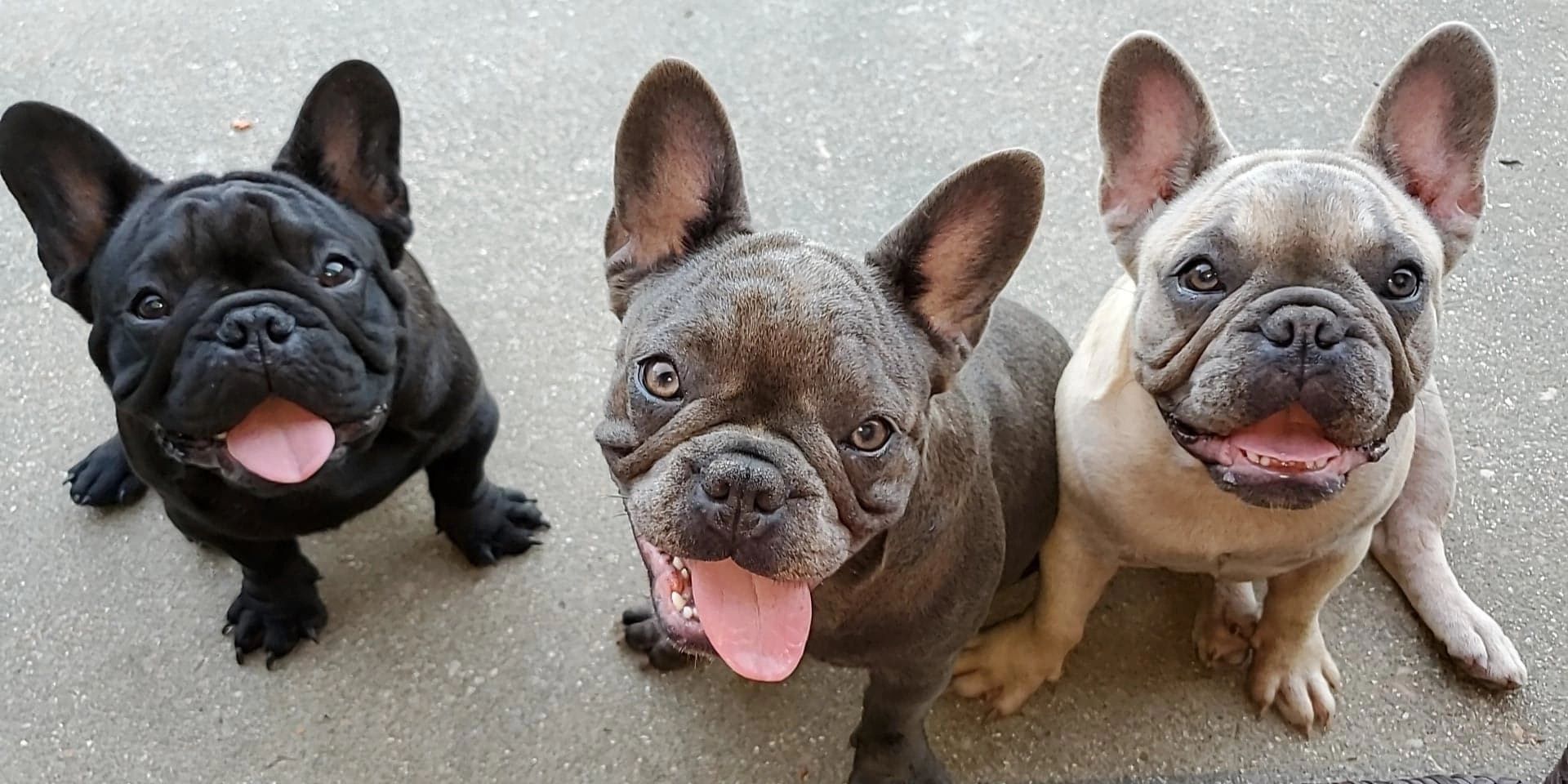 Southern Made Frenchies