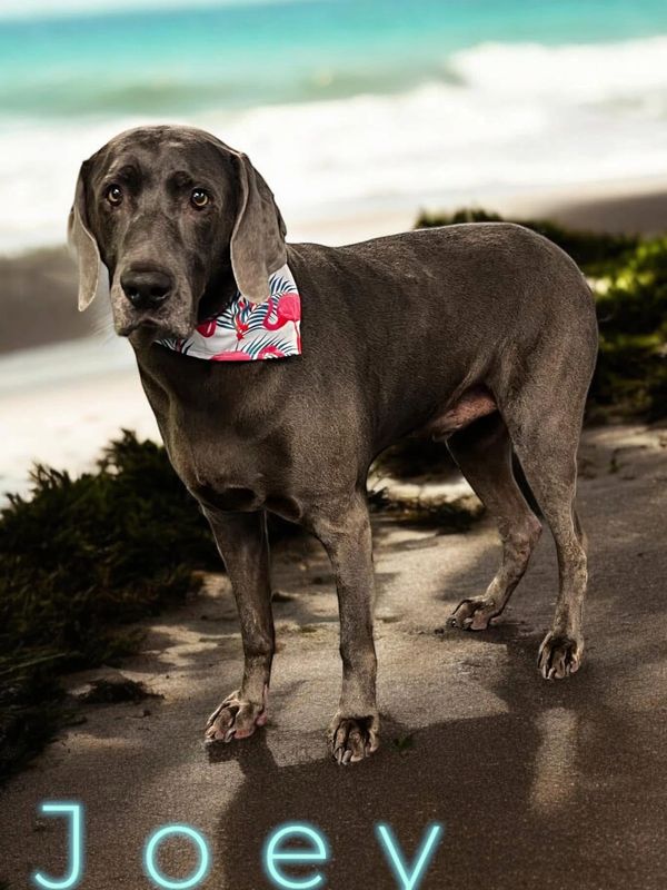 Gray dog named Joey wearing a patterned bandana on a beach.