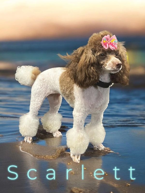 Elegant poodle with a pink flower accessory on a beach.