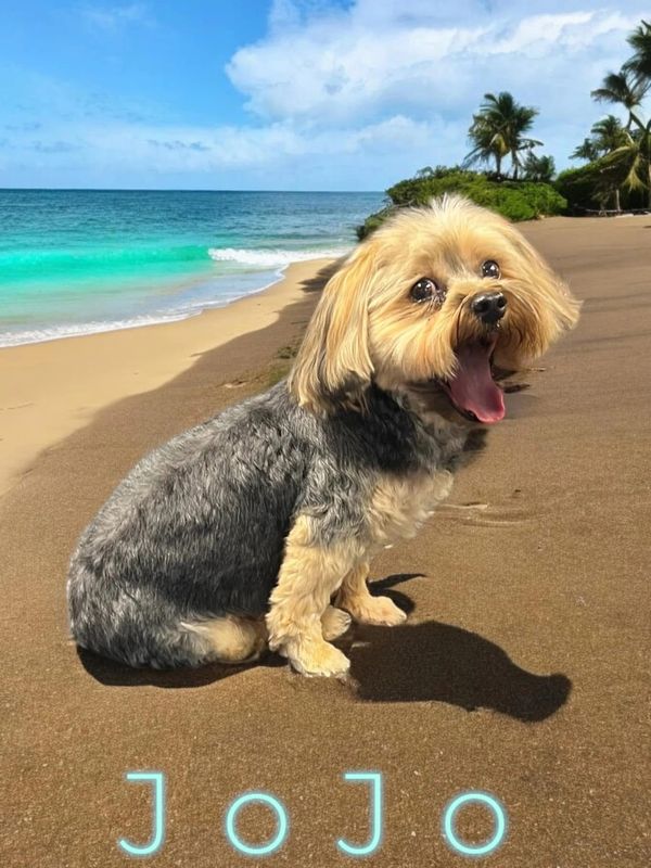 A happy dog named Jojo sitting on a sunny beach.
