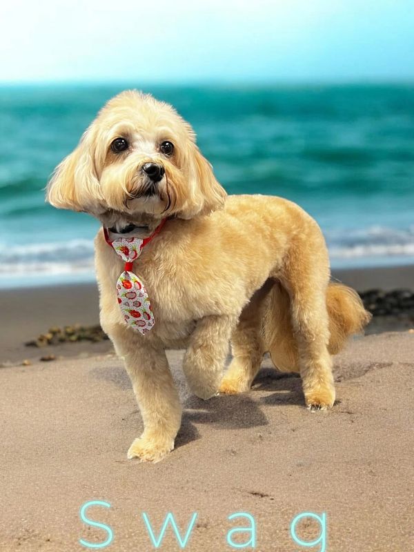 A cute dog wearing a colorful tie on the beach.