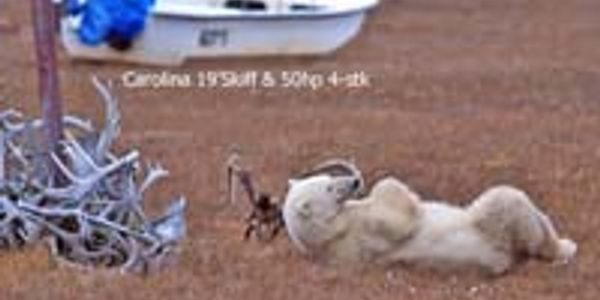 Bear playing with antlers on the ground.