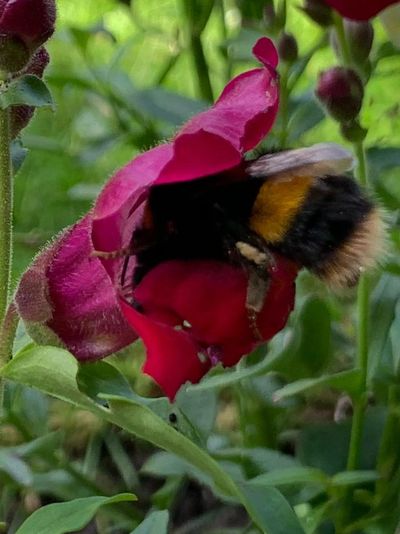 A large bee pollinating a snap dragon flower