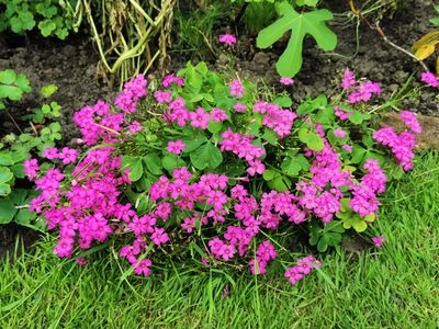 Pink flowers with grass and greenery all around them