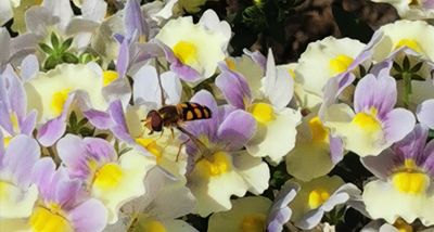 Pink and yellow flowers from the garden with a pollinator working away