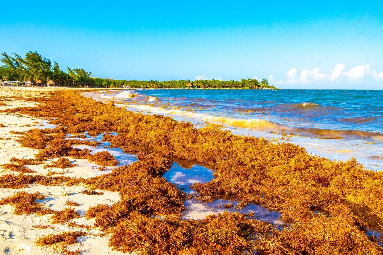 Sargassum Seaweed Sargassum Seaweed
