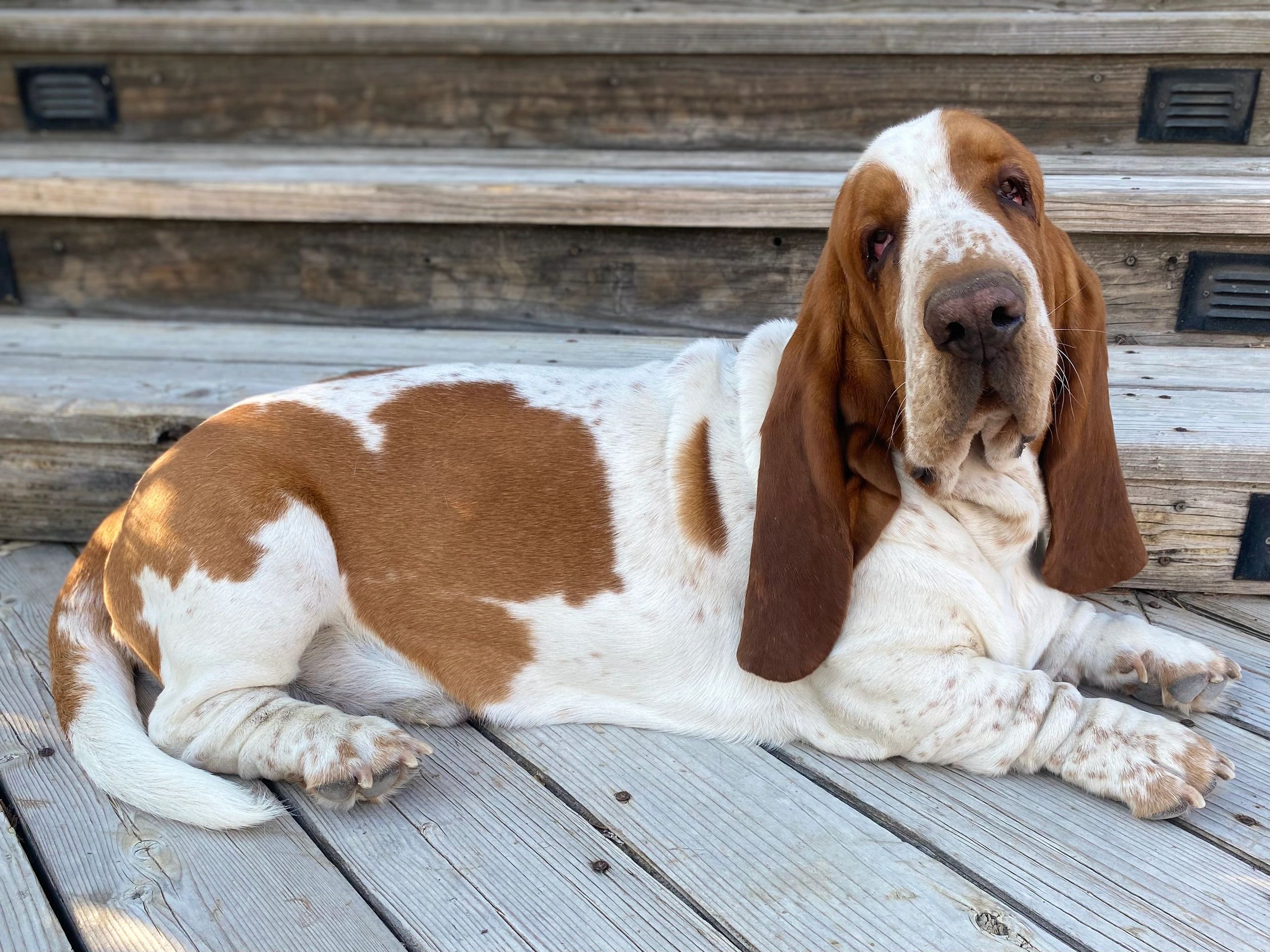 Are Basset Hounds Good Hiking Dogs