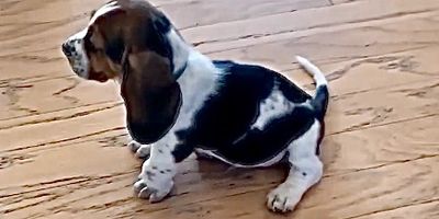 Basset hound knuckling leg