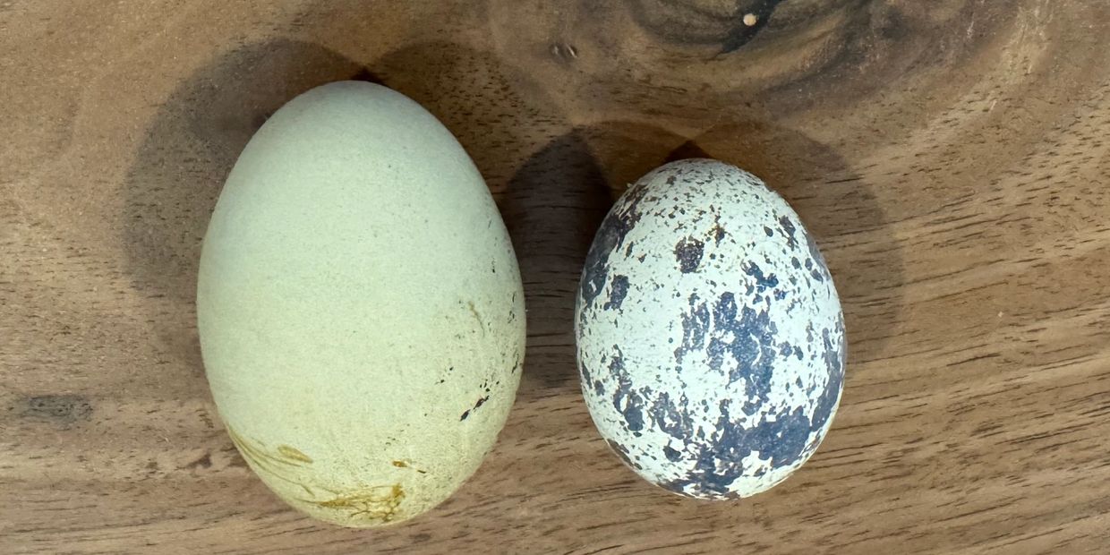 Two different eggs, one plain and one speckled, on a wooden surface.