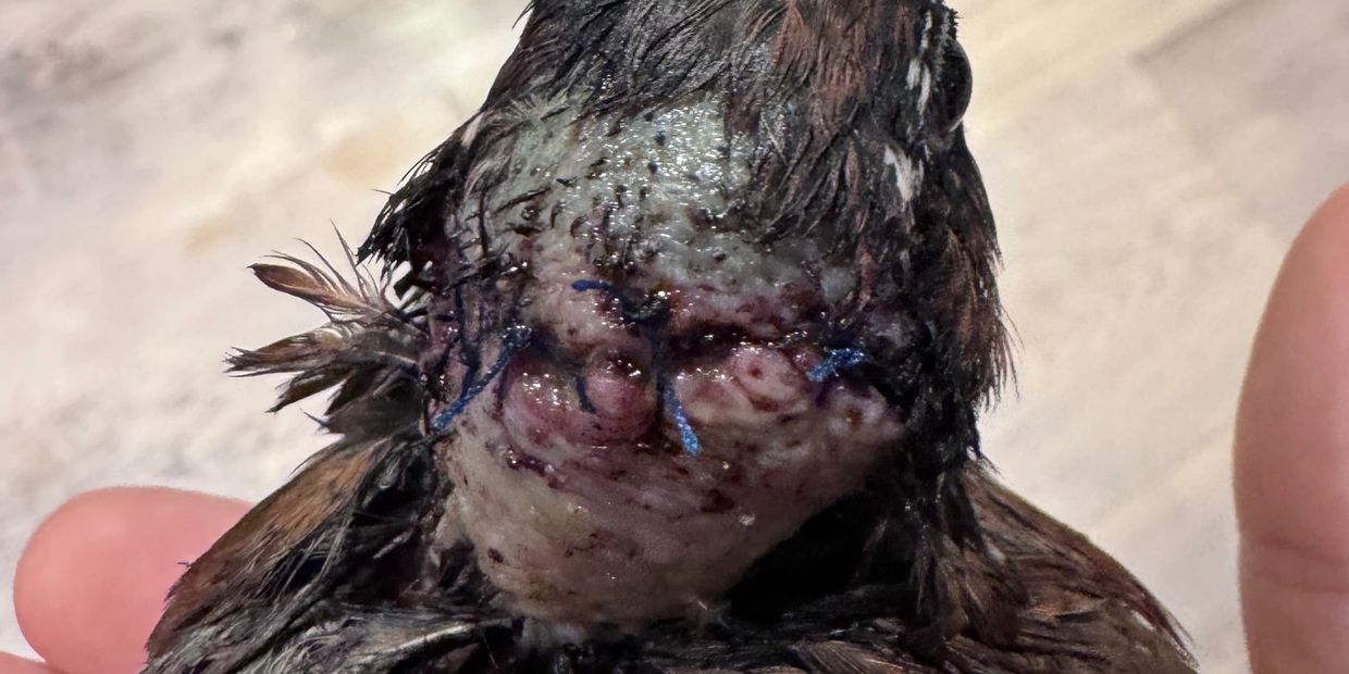 Close-up of a bird with a stitched wound on its head.