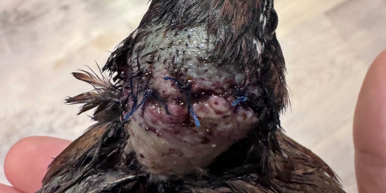 Close-up of a bird with a stitched wound on its head.