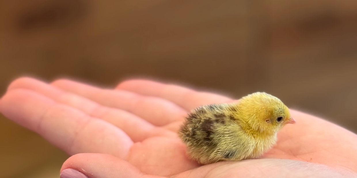 A tiny chick resting on a person's palm.