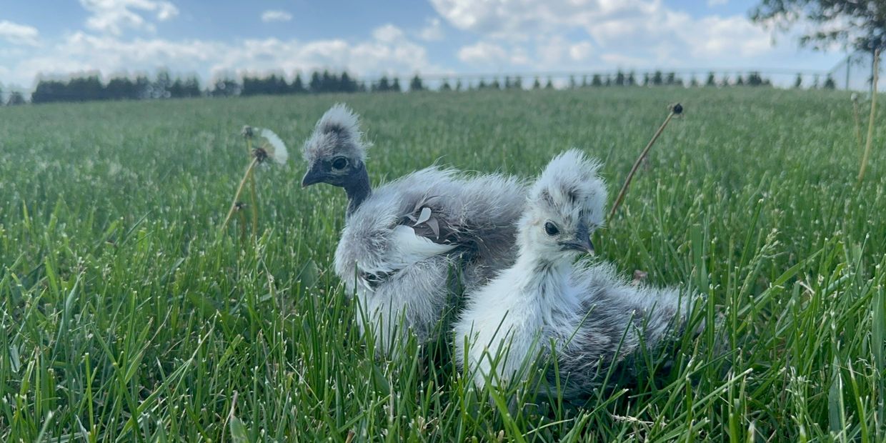 Two fluffy chicks in a grassy field.