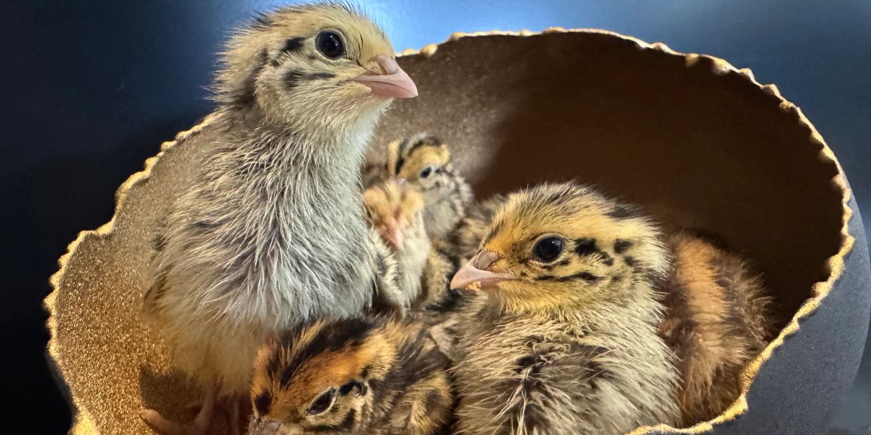 Fluffy baby chicks inside a decorative container.