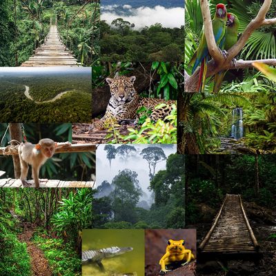 Colombian rainforest - Mood board.