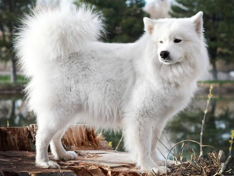 Fluffy white dog standing outdoors on a tree stump.