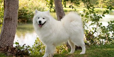 Our Male
Sultan sullivan (AKA Sully)  His lines are FULL of CHAMPIONS and GRAND CHAMPIONS.