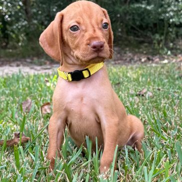 Cute brown puppy sitting on grass.