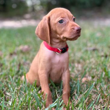 Adorable puppy with red collar sitting on grass.