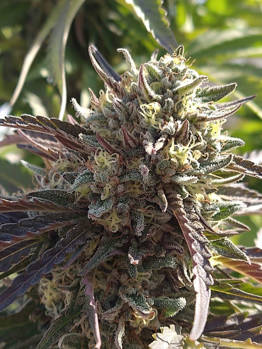 Banana Zkittlez Runtz 5pk Regular Photoperiod