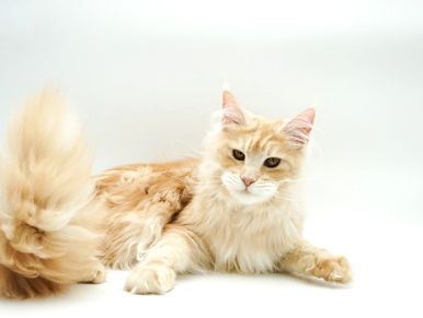 Red silver Maine Coon cat – female from Glacier Peak Maine Coons in Montana