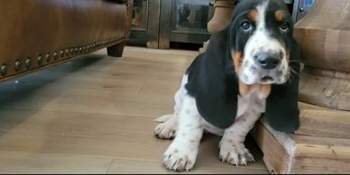 ⭐⭐⭐⭐⭐ I knew that because bassets are so prone to health issues that I wanted to 