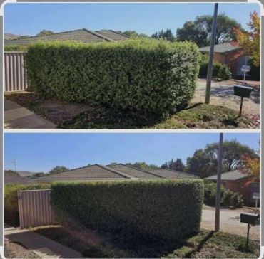 Before and after images of a hedge, showing rough and trimmed sides.