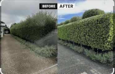 Before and after images of a neatly trimmed hedge along a driveway.