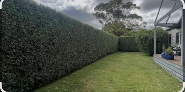 Neatly trimmed hedge surrounding a spacious green backyard.
