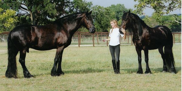 Celia LaVon Belt with Merlin and Broer