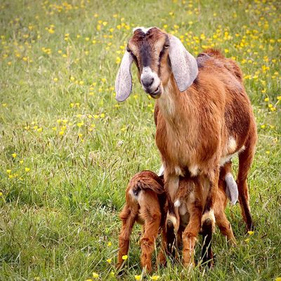 How to Create Handmade Soap from Raw Goat Milk - Merry Meadows Farm