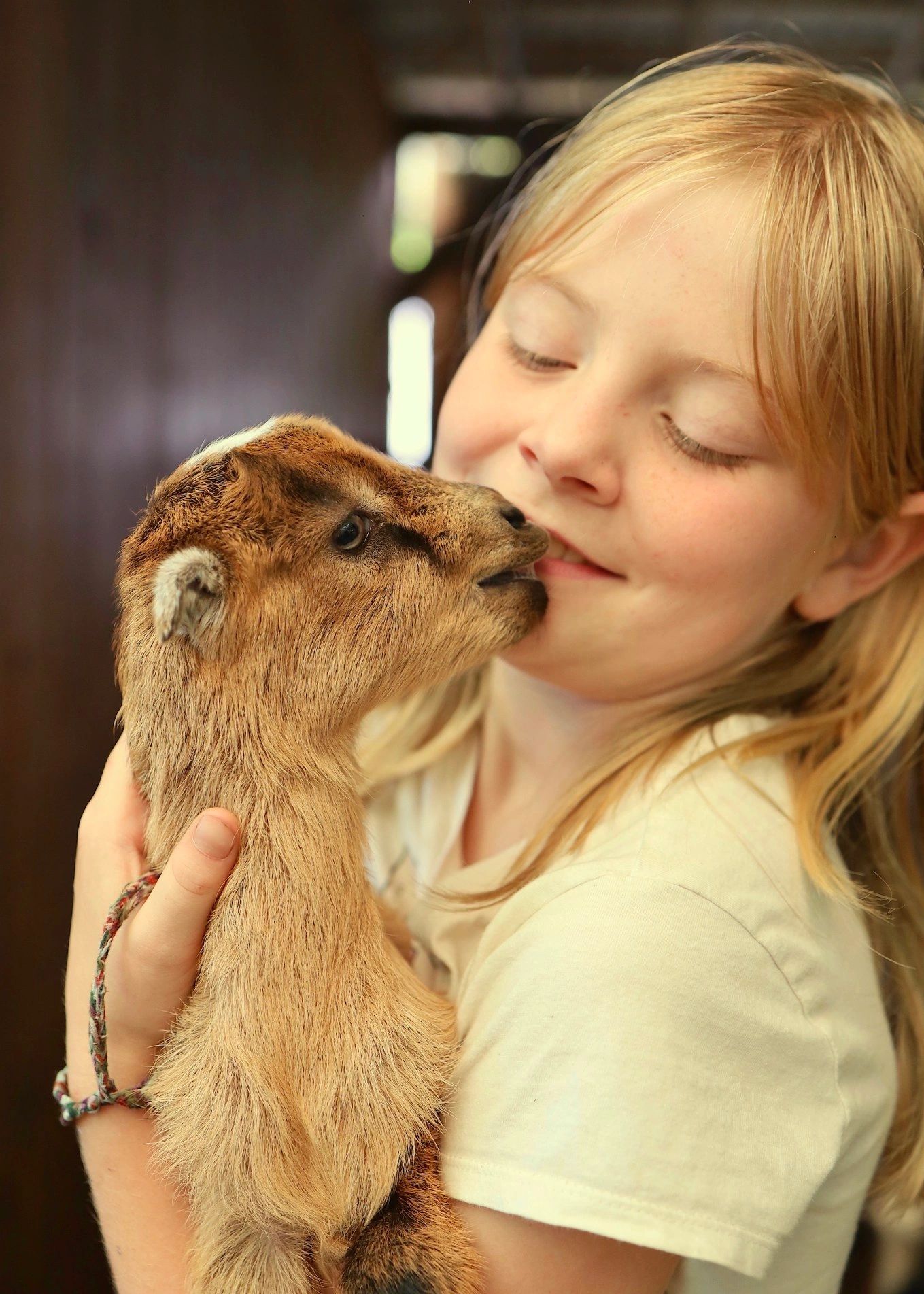 Goat kissing a girl at Skipwillow Farm