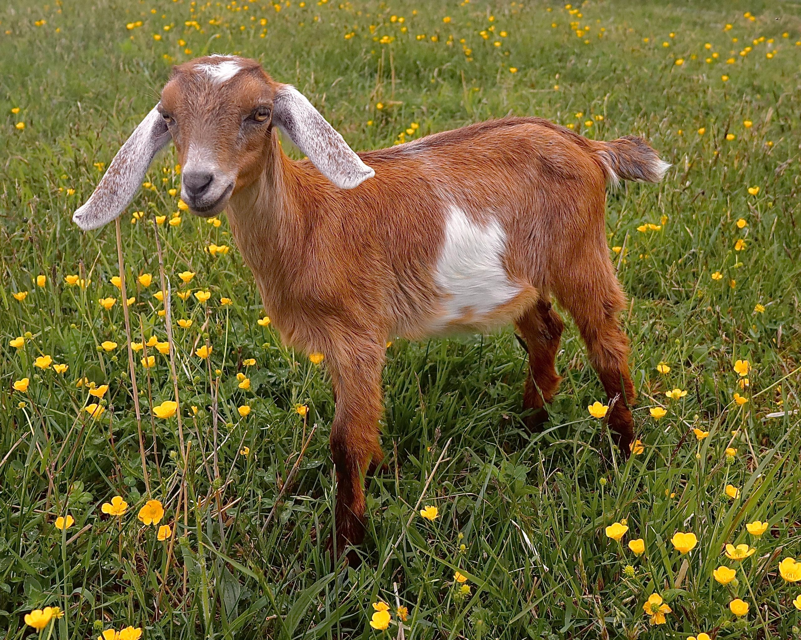 Goat in field