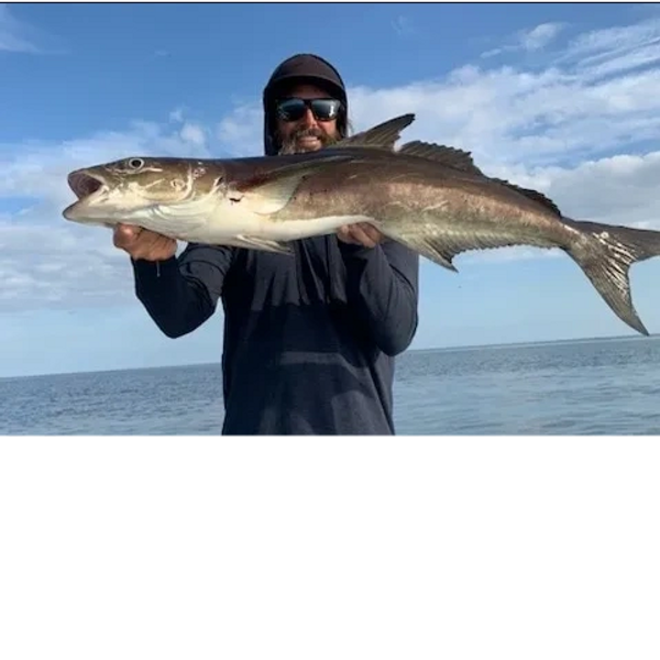 client holding Cobia  deep sea fishing 