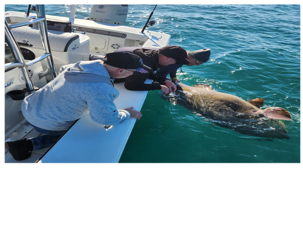 clients holding Goliath grouper they caught while offshore fishing