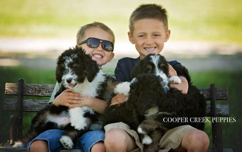 Two boys sitting on a bench holding black and white puppies outdoors.