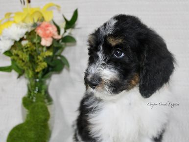 Fluffy tricolor puppy with soulful eyes beside a green vase of flowers.