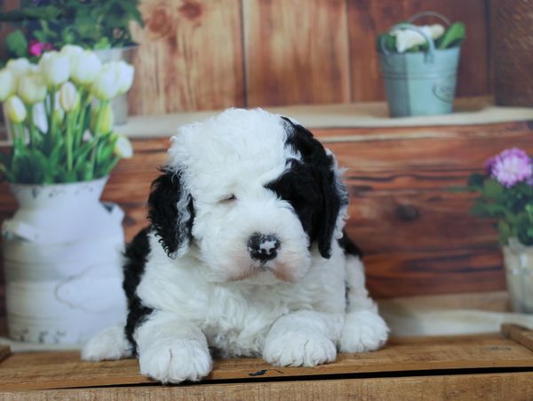 Fluffy black and white puppy resting on a wooden surface.