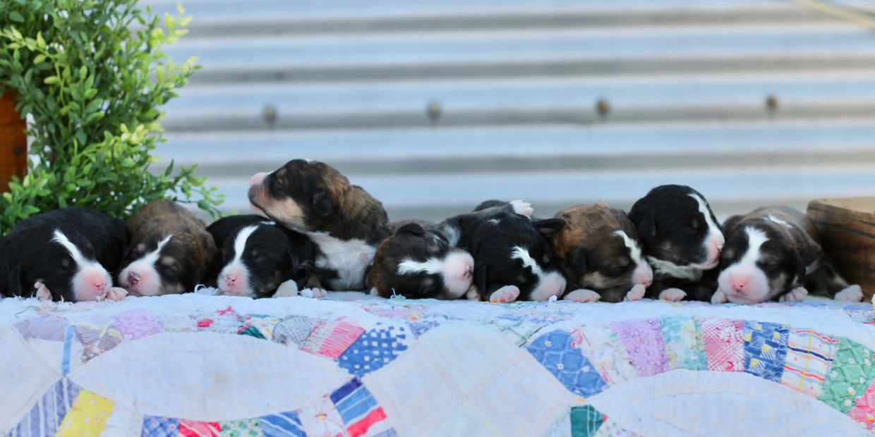Bernedoodles Cooper Creek Kennels