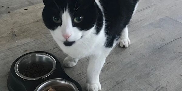Black and white cat standing near a food bowl on a wooden floor.