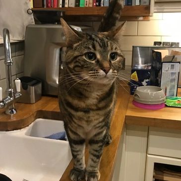 A fluffy cat stood by the sink waiting to be fed and cuddled by canine walking 