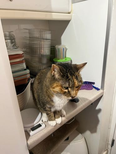 A tabby cat sitting on a countertop with household items around.
