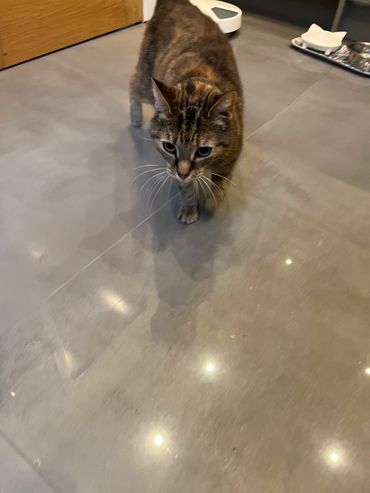 Tabby cat walking on a shiny floor indoors.
