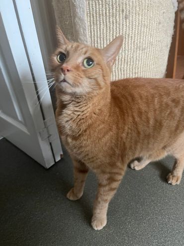 Curious orange tabby cat standing near a door and scratching post.