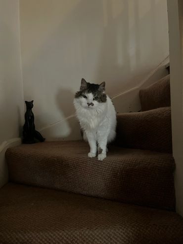A fluffy white and gray cat sits on carpeted stairs next to a black cat figurine.
