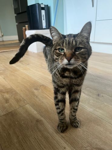 A tabby cat with green eyes standing on a wooden floor indoors.