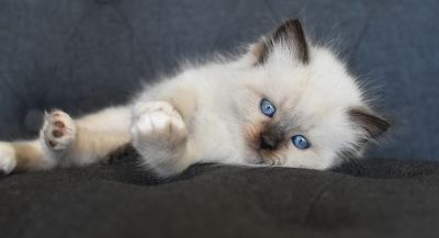 100 Ragdoll Cat Photos That Might Be The Cutest Thing You See