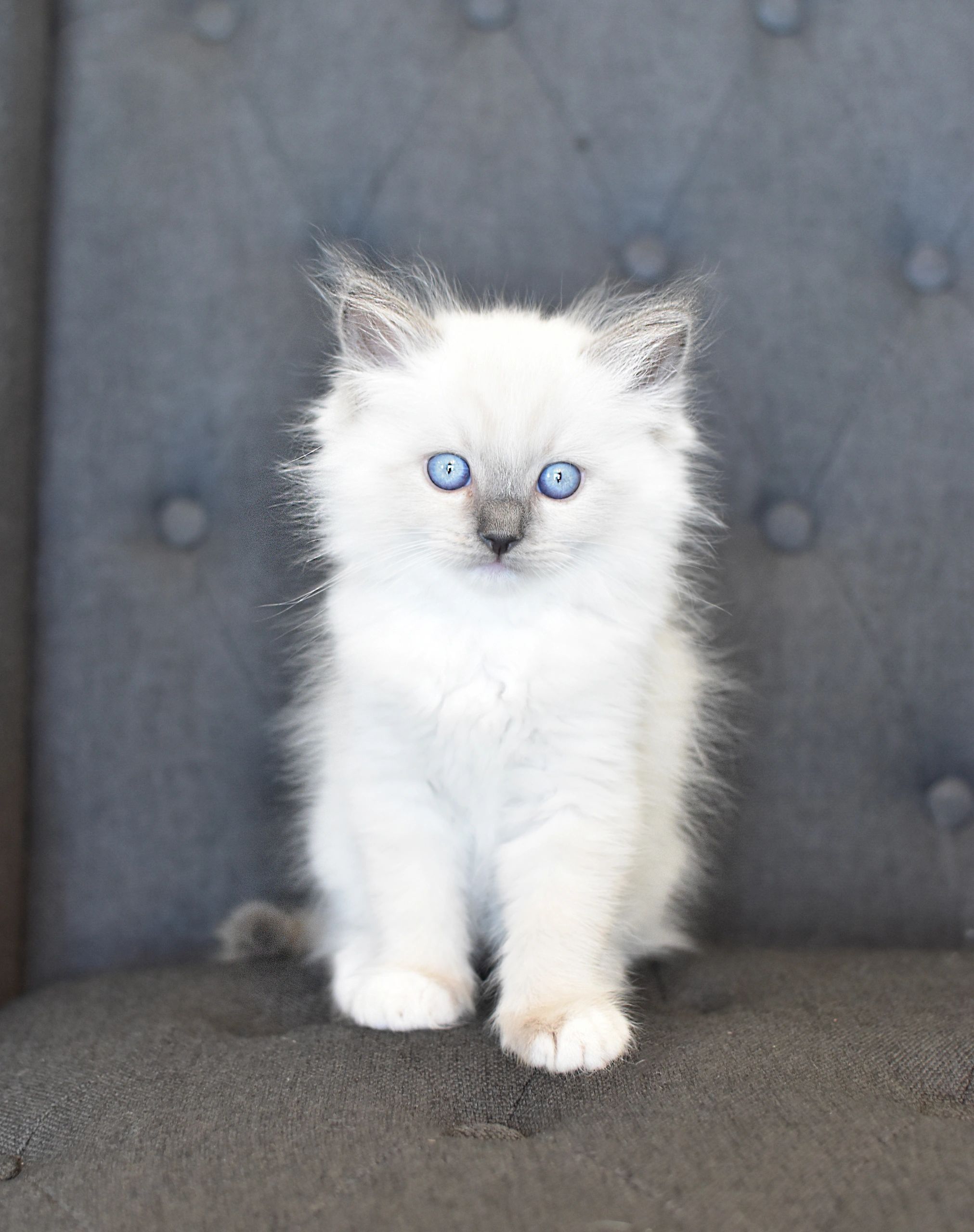 Elite Ragdolls Wisconsin , About Us – OMUKOO